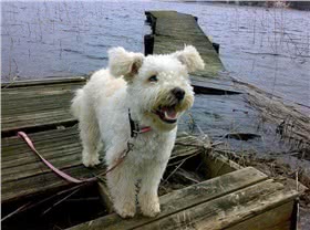 波密犬