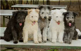 波密犬