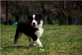 澳大利亚牧羊犬