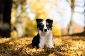 澳大利亚牧羊犬