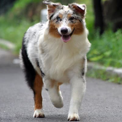澳大利亚牧羊犬