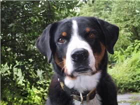阿彭则牧牛犬