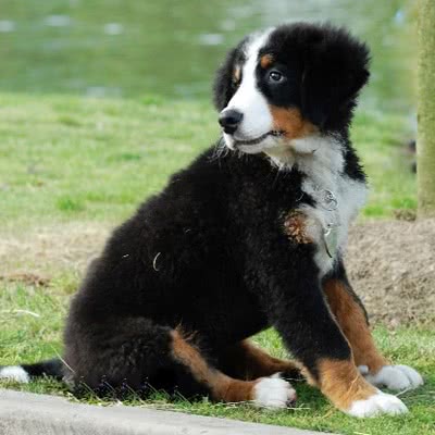 阿彭则牧牛犬
