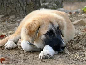 安纳托利亚牧羊犬