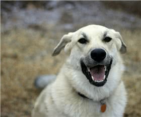 安纳托利亚牧羊犬