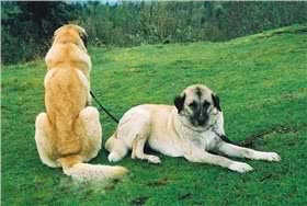 安纳托利亚牧羊犬
