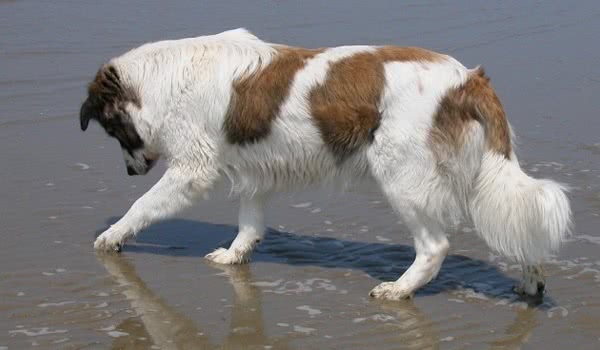 阿特拉斯牧羊犬 阿特拉斯牧羊犬