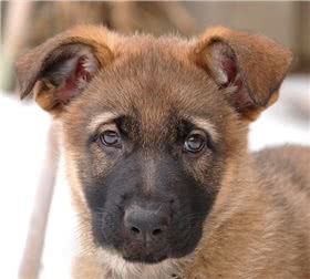 阿特拉斯牧羊犬