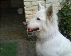 阿特拉斯牧羊犬