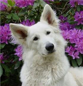 阿特拉斯牧羊犬