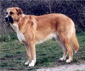 阿兰多獒犬