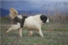 阿兰多獒犬