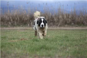 阿兰多獒犬