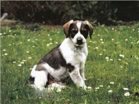 奥地利平斯澈犬