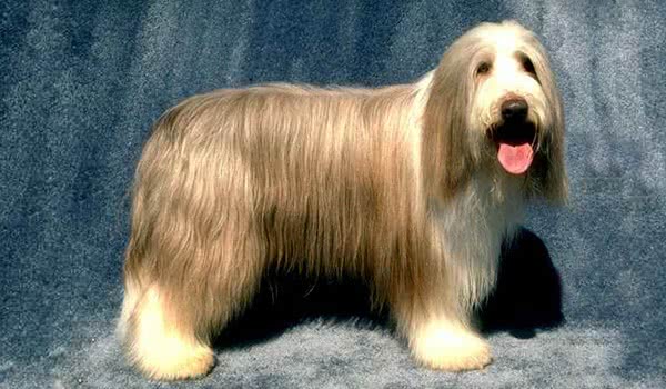 波兰低地牧羊犬 波兰低地牧羊犬