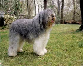 波兰低地牧羊犬