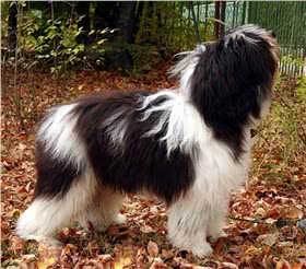 波兰低地牧羊犬