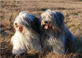 波兰低地牧羊犬