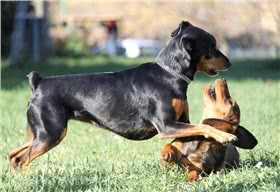 阿尔卑斯达切斯勃拉克犬
