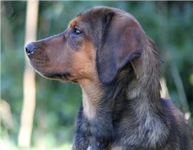 阿尔卑斯达切斯勃拉克犬
