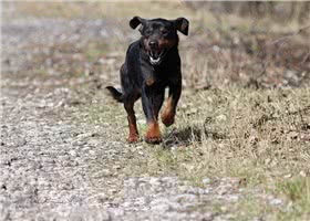 阿尔卑斯达切斯勃拉克犬