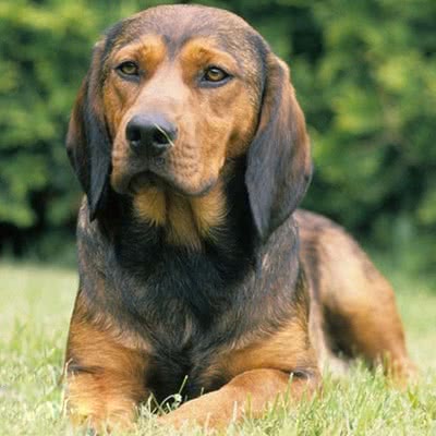阿尔卑斯达切斯勃拉克犬