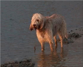 奥达猎犬