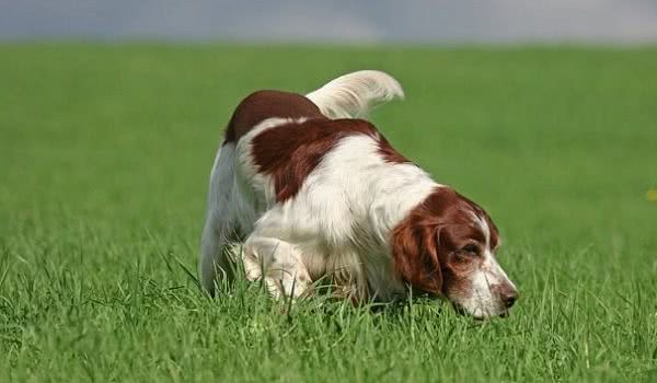 爱尔兰红白蹲猎犬 爱尔兰红白蹲猎犬