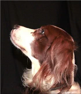 爱尔兰红白蹲猎犬