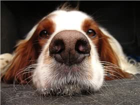 爱尔兰红白蹲猎犬