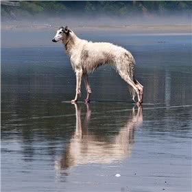 爱尔兰猎狼犬
