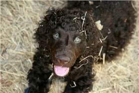 爱尔兰水犬