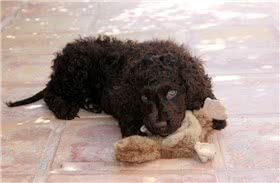 爱尔兰水犬