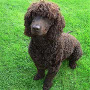 爱尔兰水犬