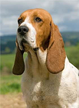 阿提桑诺曼底短腿犬