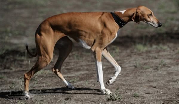 阿札瓦克犬 阿札瓦克犬