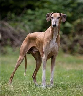 阿札瓦克犬