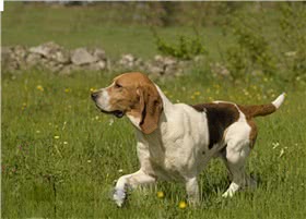 阿图瓦猎犬