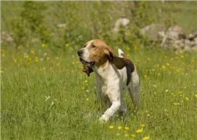 阿图瓦猎犬