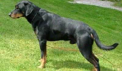 斯莫兰德猎犬 斯莫兰德猎犬