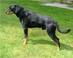 斯莫兰德猎犬
