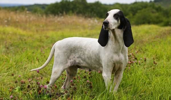 艾瑞格斯犬 艾瑞格斯犬