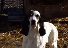 艾瑞格斯犬