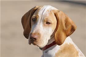 艾瑞格指示犬