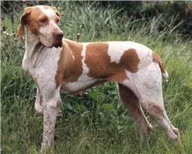 艾瑞格指示犬