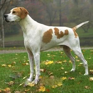 艾瑞格指示犬