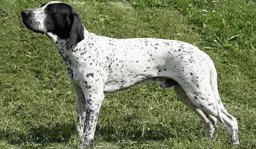 奥弗涅指示犬 奥弗涅指示犬