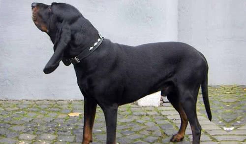 奥地利黑褐猎犬 奥地利黑褐猎犬