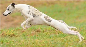 惠比特犬