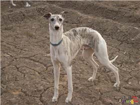 惠比特犬